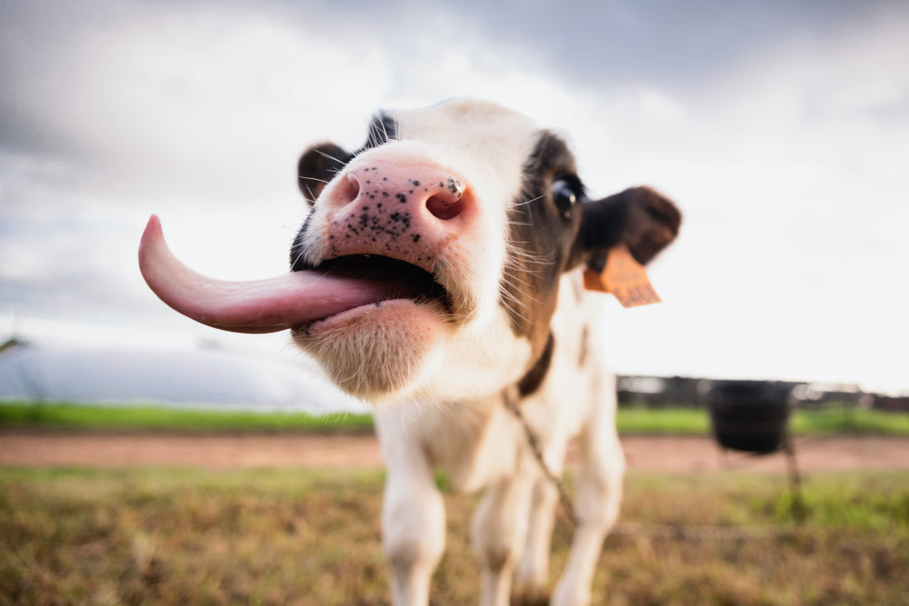 Cow Tongue Plumbing Hardware